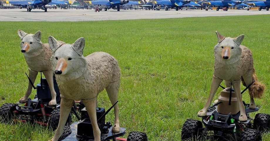 Armada USA testuje robotickych kojotov na prekvapenie