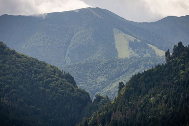 Slovenski vedci objavili co nici nase lesy