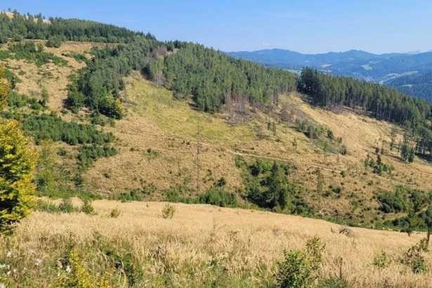 Lesy SR predaju odstrel medveda za tisice vedci nasli sposob ako zachranit stromy pred lykozrutom