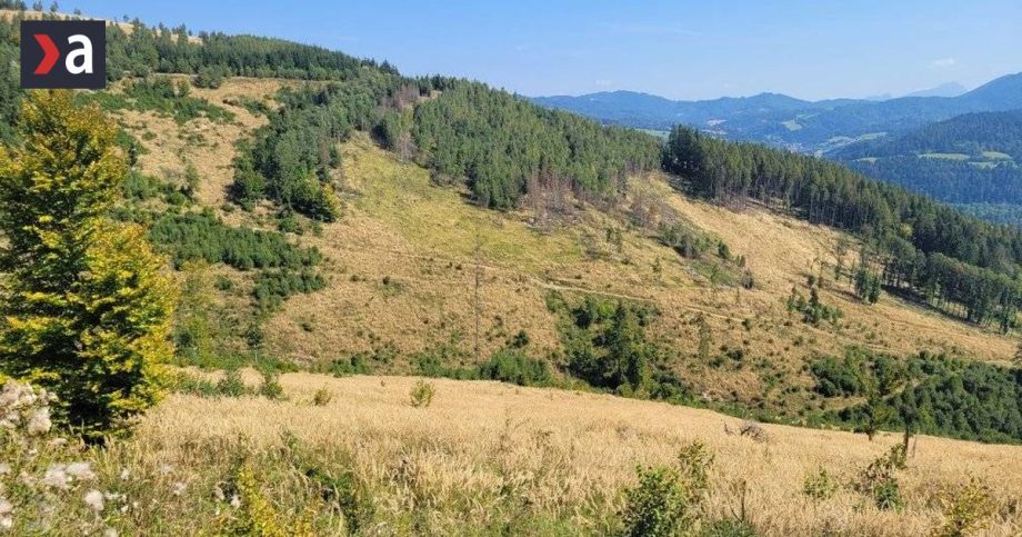 Lesy SR predaju odstrel medveda za tisice vedci nasli sposob ako zachranit stromy pred lykozrutom