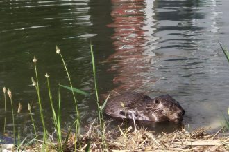 Bobor sa v Petrzalke zrejme citi dobre stavia hrazde a nory na brehoch