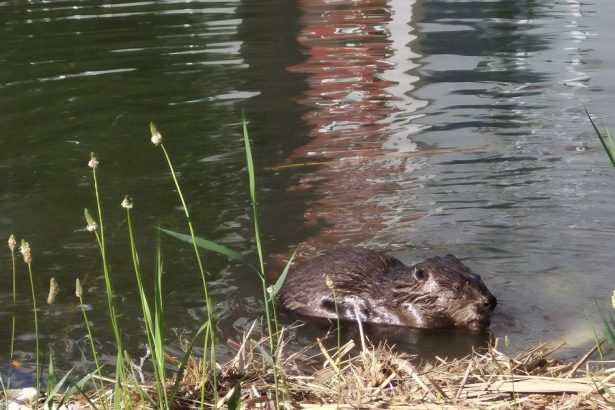 Bobor sa v Petrzalke zrejme citi dobre stavia hrazde a nory na brehoch
