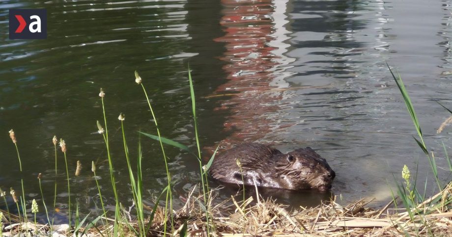 Bobor sa v Petrzalke zrejme citi dobre stavia hrazde a nory na brehoch