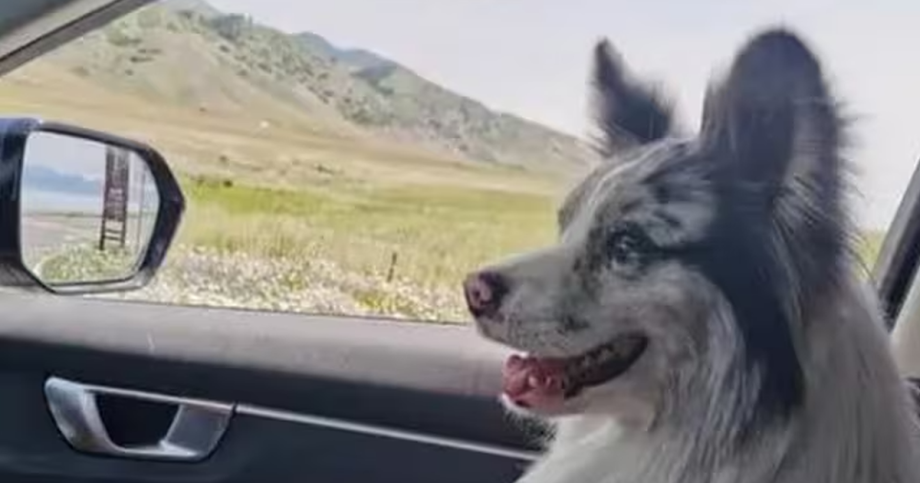 Psik ktory sa stal hviezdou internetu stretol kruty osud